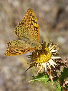 Butterfly, Maiden Waves thumbnail