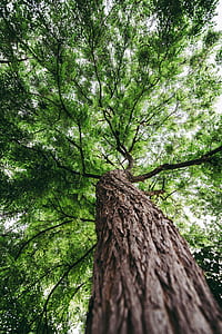 low angle photography of brown and green tree at daytime thumbnail