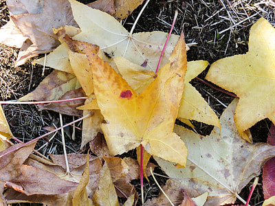 dried maple leaves on grass thumbnail
