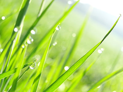 macro shot photography of green grass thumbnail
