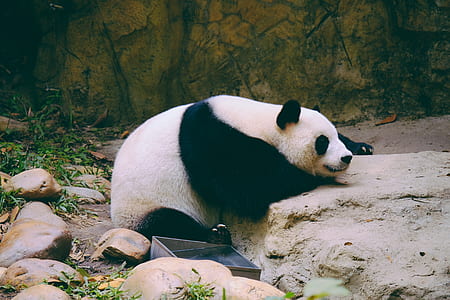 panda sitting on ground thumbnail