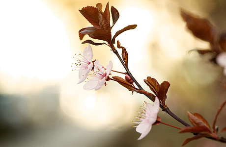 selective focus photography of brown leafed flowering plant thumbnail