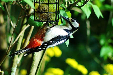 Great Spotted Woodpecker, Woodpecker thumbnail