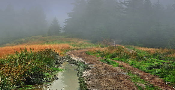 photo of pathway surrounded by grass thumbnail