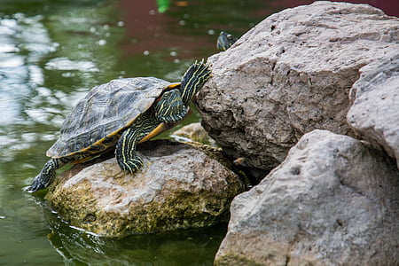 green tortoise placed on rock near body of water thumbnail