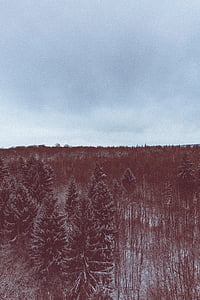 photo of forest covered in snow thumbnail
