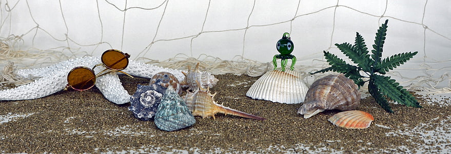assorted seashells thumbnail