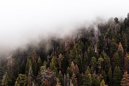 green leafed trees under white clouds at daytime thumbnail