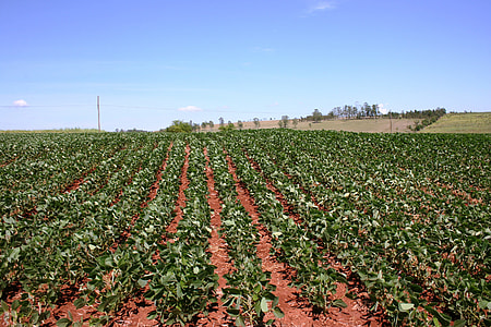 green vegetable field thumbnail