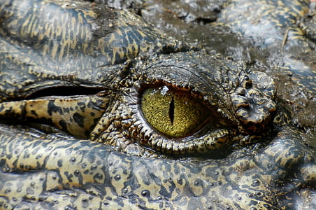 close photo of black and brown reptile right eye thumbnail