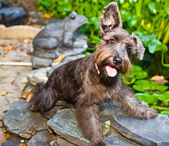 gray Schnauzer dog on stone during daytime thumbnail