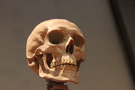 selective focus photography of human skull thumbnail