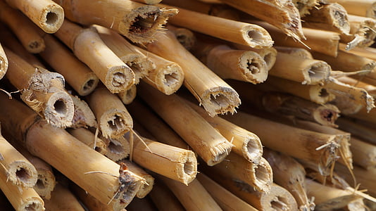 brown bamboos thumbnail