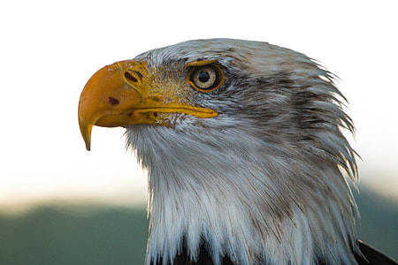 Bald Eagle, Haliaeetus Leucocephalus thumbnail
