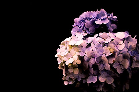 close up photography of purple hydrangeas in bloom with dark background thumbnail
