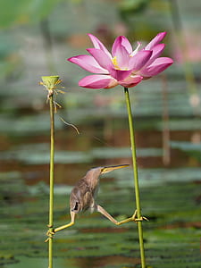 selective focus photography of brown bird near pink lily flower thumbnail