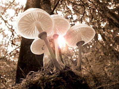 landscape, nature, sun, forest thumbnail