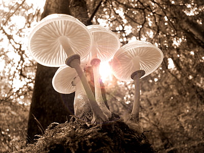 low angle photo of four mushrooms thumbnail