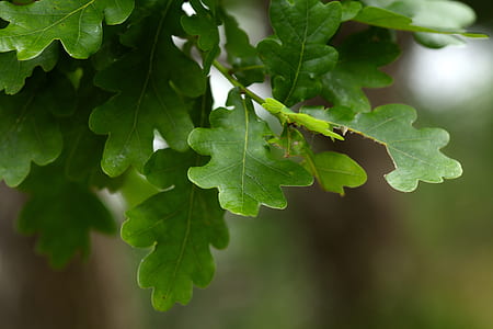 shallow focus photography of green leaves thumbnail