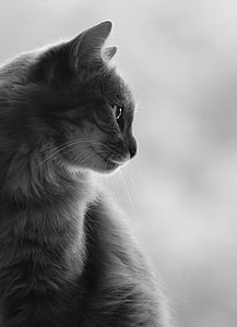 white and gray cat in white background thumbnail