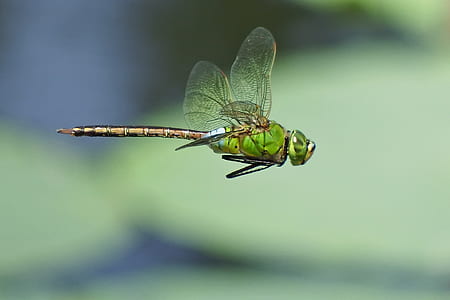 hovering green dragonfly thumbnail