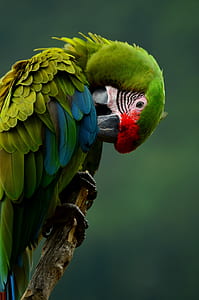 Great Green Macaw thumbnail