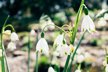 Early spring flowers thumbnail