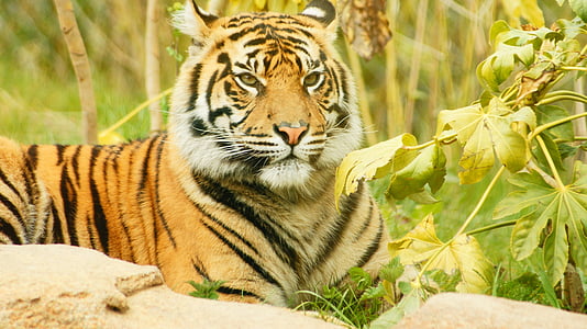 low-angle of resting tiger thumbnail