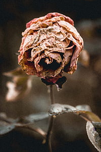 closeup photography of withered pink rose flower thumbnail