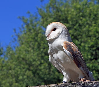 barn owl on wood log thumbnail