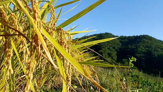 green and brown wheat thumbnail