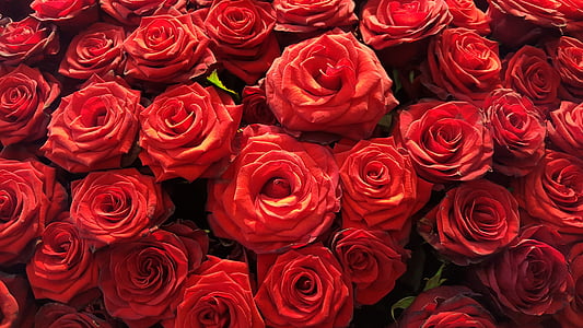 red roses thumbnail