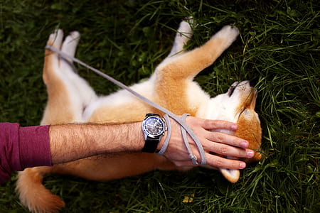 person touching brown Shiba Inu puppy on grass thumbnail