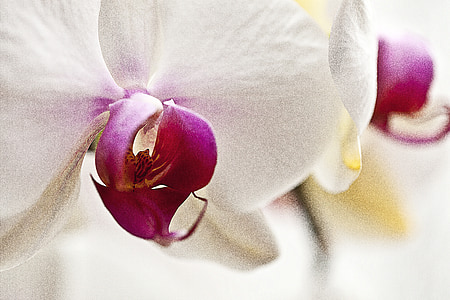 white and maroon flower petals thumbnail
