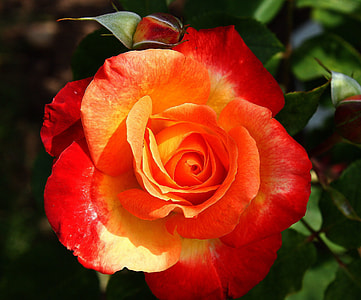 orange rose thumbnail