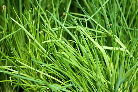 nature, grass, lawn, vegetarian thumbnail