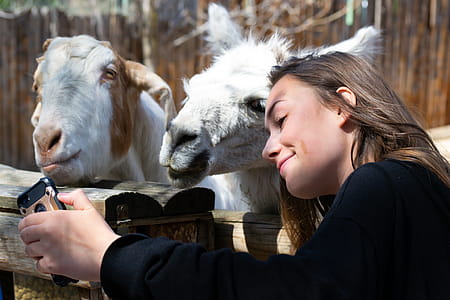 Woman in Black Shirt Beside White Llama thumbnail