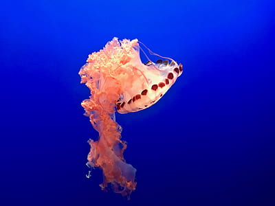 underwater photography of peach-color jellyfish thumbnail