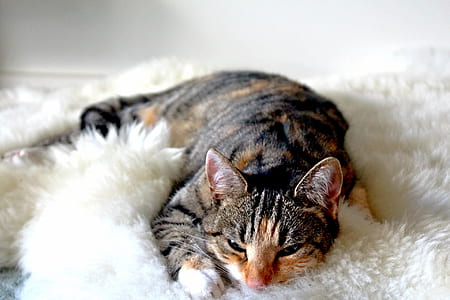 animal, pet, cute, fur thumbnail