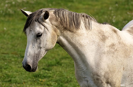 photo of white horse thumbnail