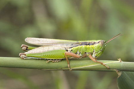 green grasshopper on stem thumbnail