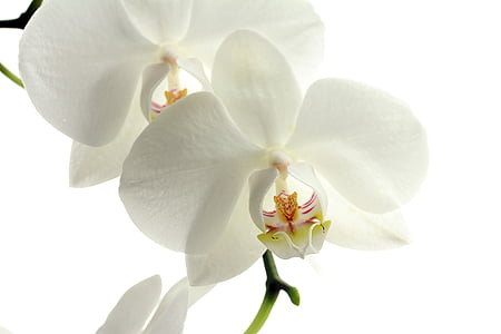 shallow focus photography of white orchids flower thumbnail