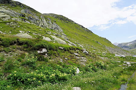trees covered mountain thumbnail