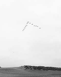 bird flying above mountain thumbnail