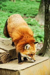 red and black fox on top of brown log thumbnail