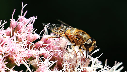 brown and black beer on pink flower thumbnail