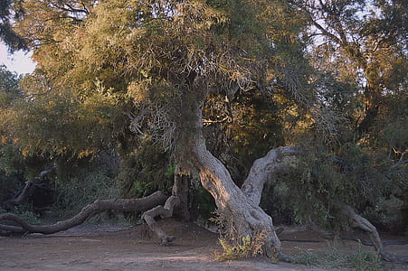 green leaf tree during daytime thumbnail