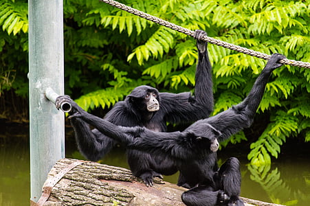 black monkeys on tree log thumbnail