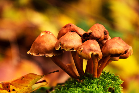 Wild mushrooms in the Autumn/Fall season thumbnail