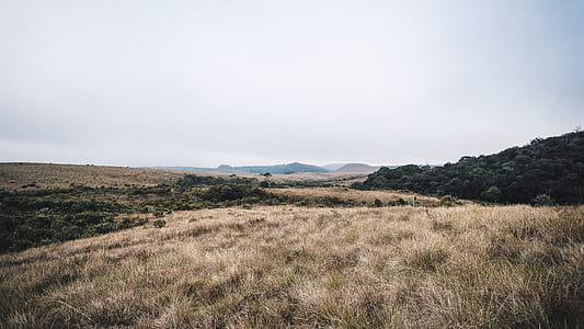 brown grass field over horizon during daytime thumbnail